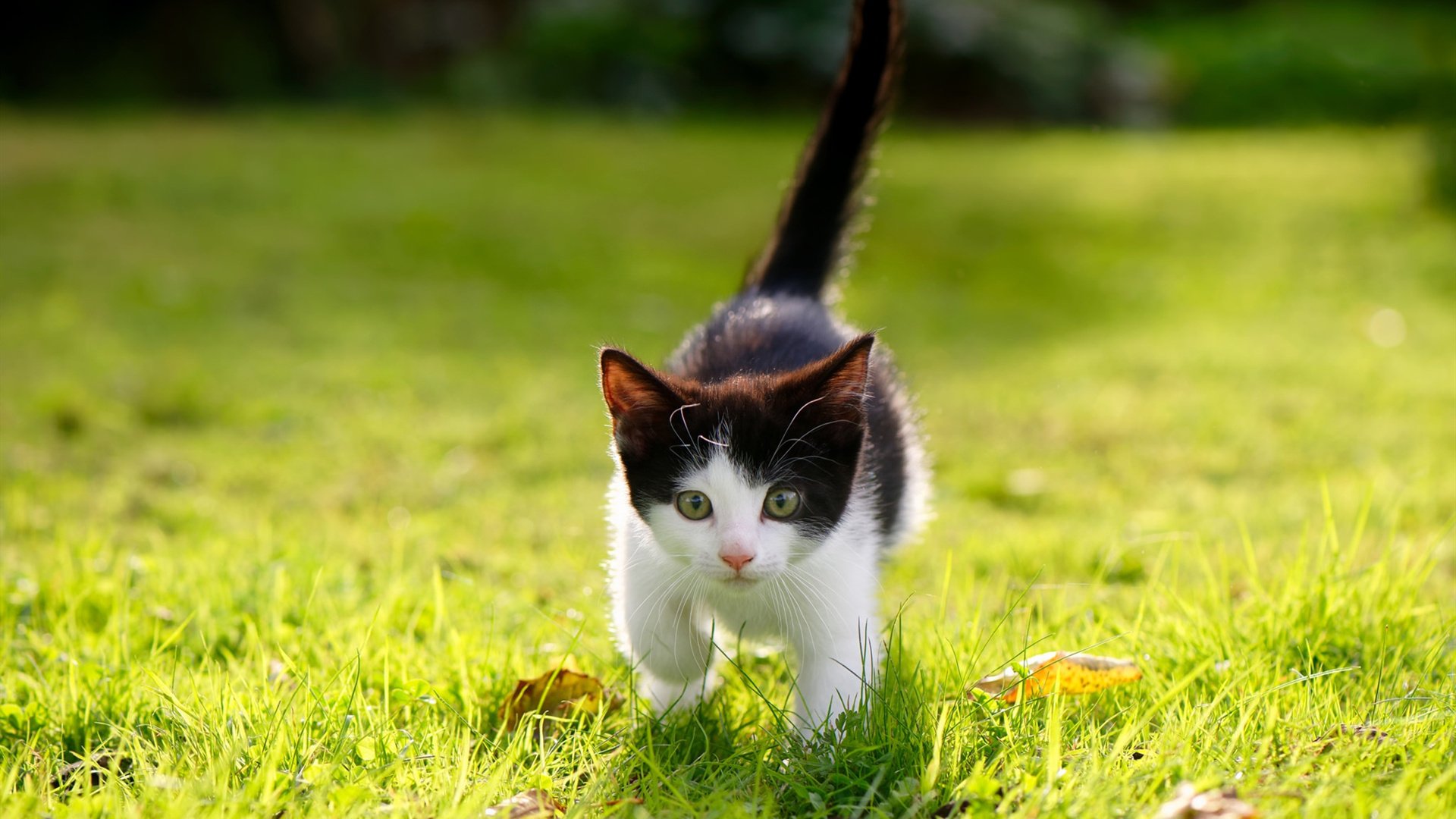 fb体育中国-女足世界杯未来发展展望,女足世界杯出现