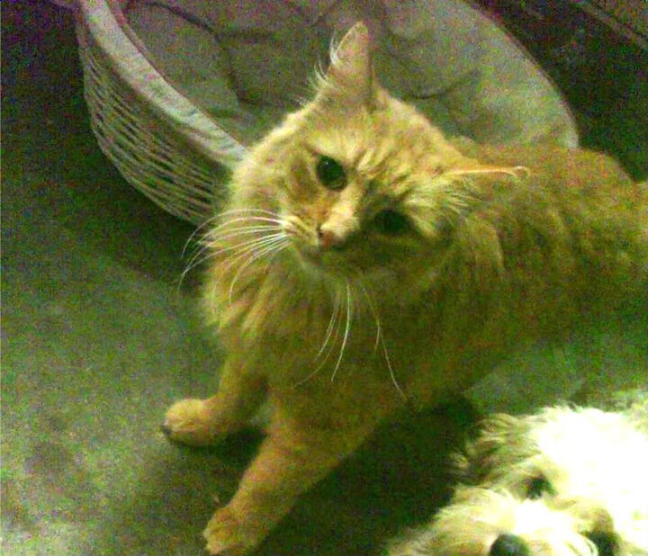 FB体育平台-官方橄榄球世界杯分组对阵,橄榄球世界杯美国队