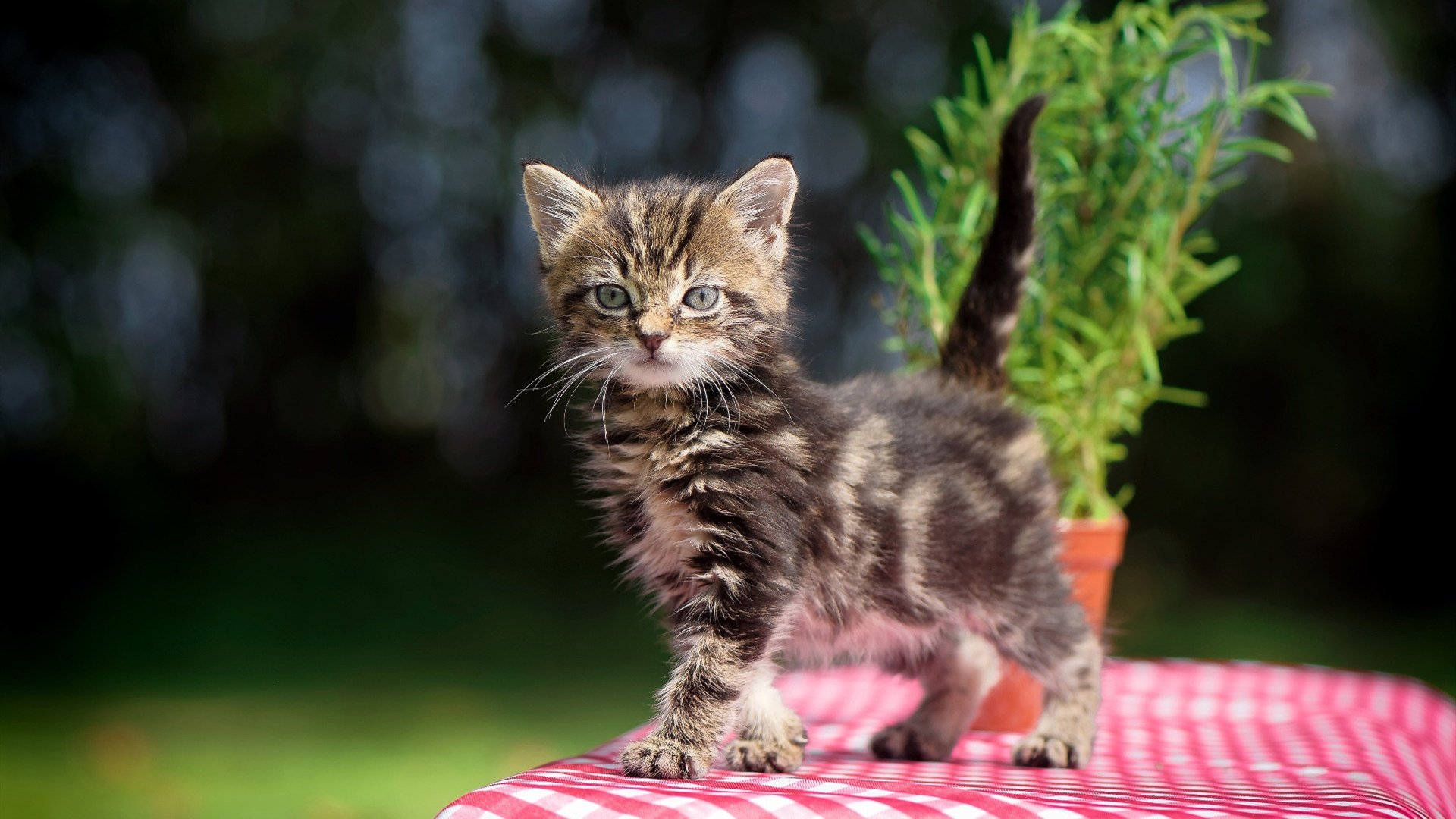 FB体育官网-新晋国脚加盟球队,期待他的表现,足球国脚