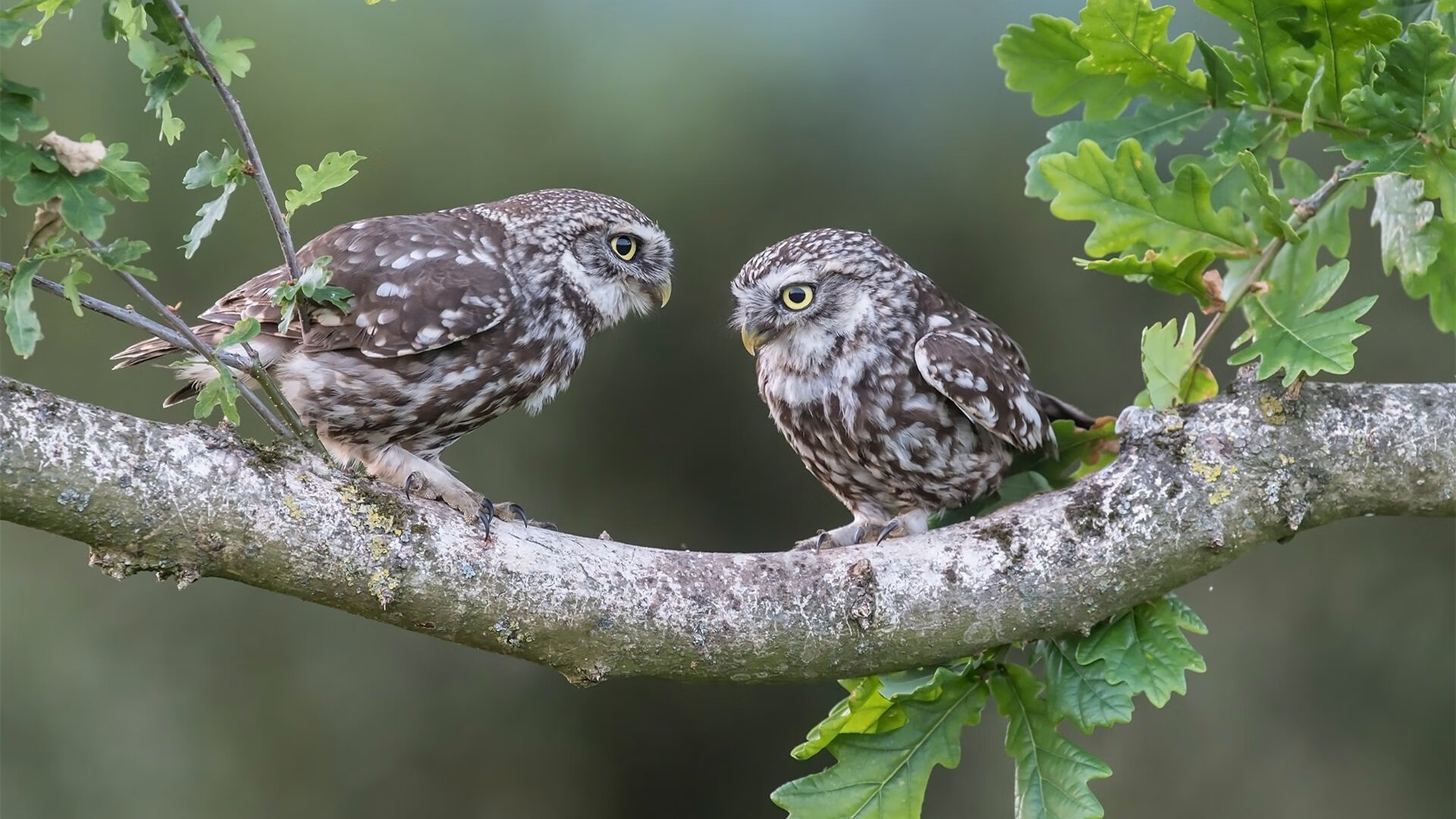 FB体育官网-阿根廷战胜葡萄牙，欧洲杯资格最终之战引人深思，阿根廷与欧洲足球战绩