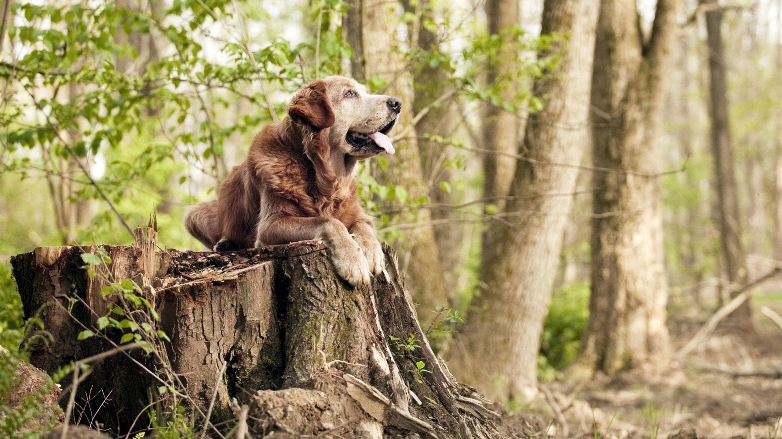 FB体育官网-阿根廷战胜葡萄牙,欧洲杯资格最终之战引人深思,阿根廷与欧洲足球战绩
