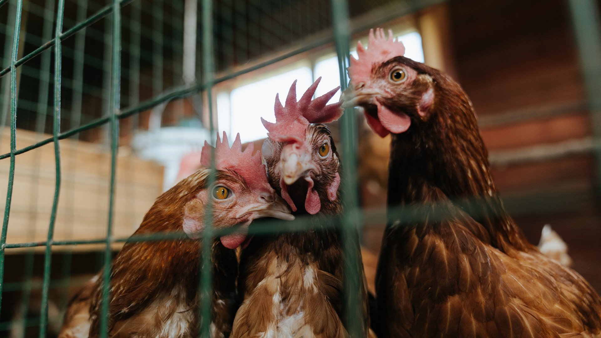 FB体育入口-体育赛事数字版权保护,数字化体育赛事