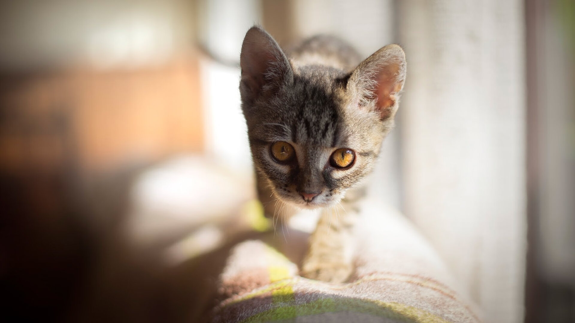 FB体育APP-高校体育专业发展趋势分析,高校体育工作发展规划