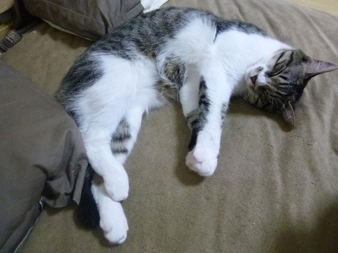 FB体育官方-五大联赛是否更倾向于安排主力在强强对话中集中出战,五大联赛实力分析