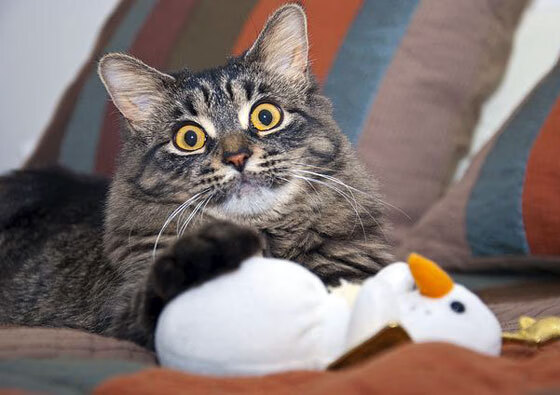 fb体育官网首页-北京鸭注重球队文化建设营造良好氛围，北京鸭队球员名单